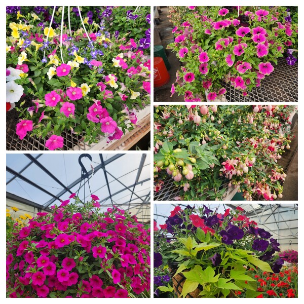 Outdoor Blooming Hanging Basket from Baker Florist in Dover, OH