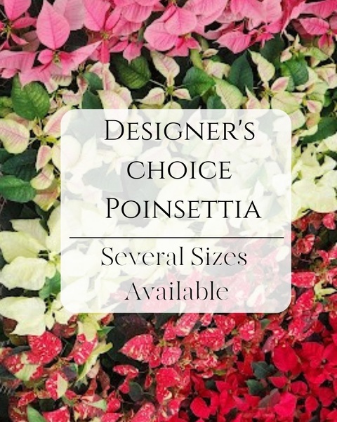 Designer's Choice Poinsettia from Baker Florist in Dover, OH