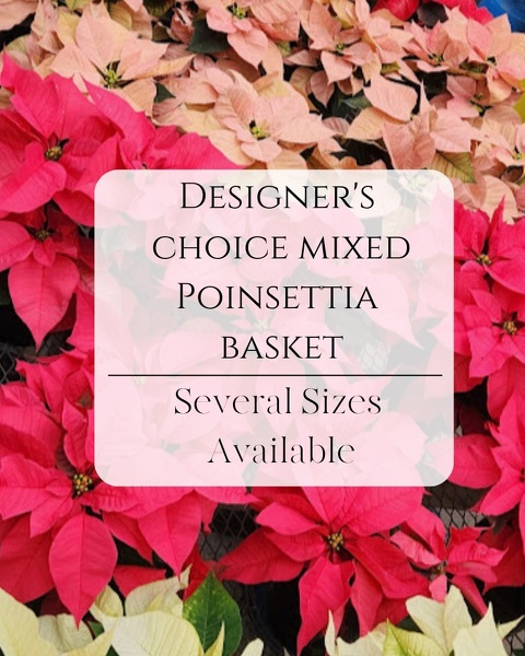 Designer's Choice Mixed Poinsettia Basket from Baker Florist in Dover, OH