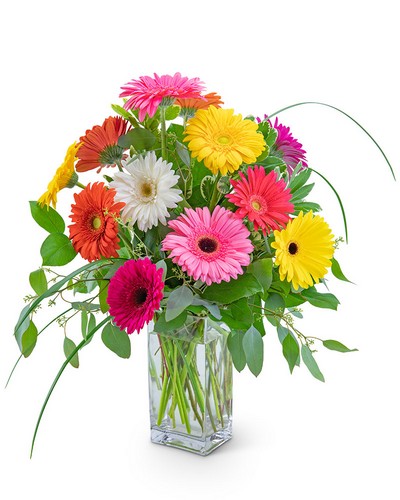 One Dozen Colorful Gerbera from Baker Florist in Dover, OH