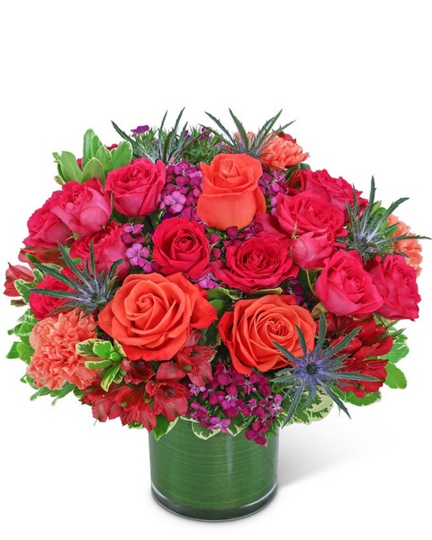 Bellini Star from Baker Florist in Dover, OH