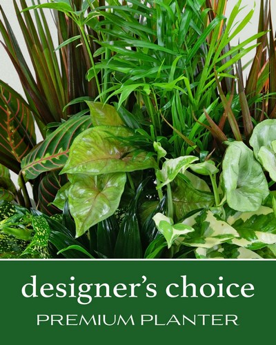 Designer's Choice Premium Planter from Baker Florist in Dover, OH