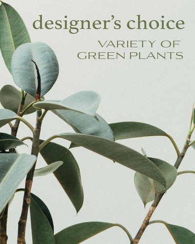 Designer's Choice - Variety of Green Plants from Baker Florist in Dover, OH