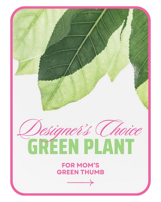 Designer's Choice Green Plant from Baker Florist in Dover, OH