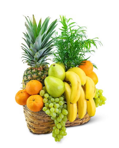 Green Goodness Fruit & Plant Basket from Baker Florist in Dover, OH