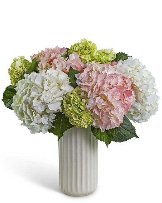 Hydrangea Aura from Baker Florist in Dover, OH