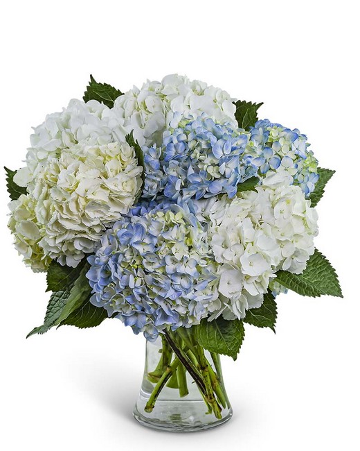 Lovely Lush Hydrangea from Baker Florist in Dover, OH