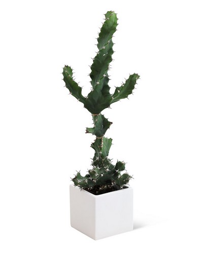 Cactus Plant from Baker Florist in Dover, OH