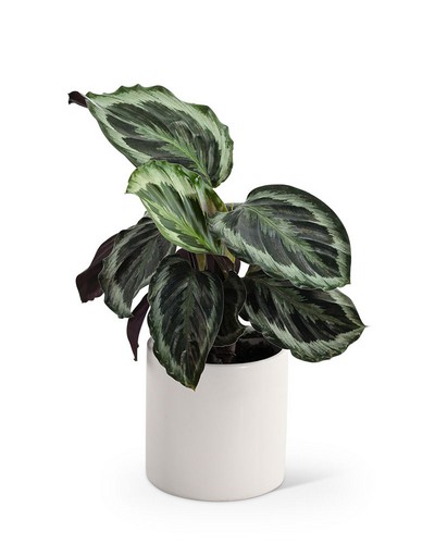 Calathea Plant from Baker Florist in Dover, OH