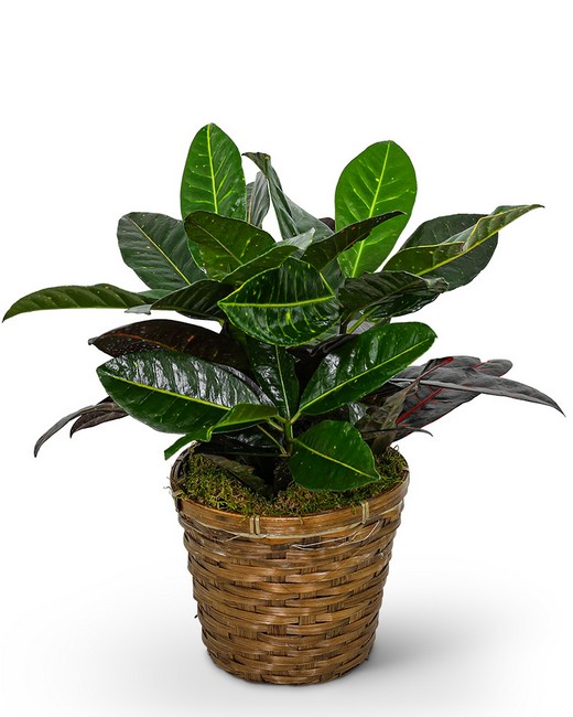 Croton Plant in Basket from Baker Florist in Dover, OH