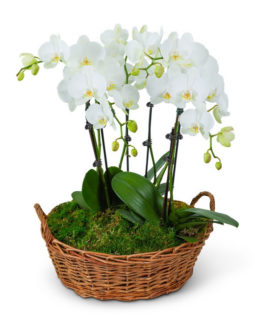 Serenity Orchid Plant from Baker Florist in Dover, OH