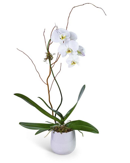 Whispering Phalaenopsis Orchid from Baker Florist in Dover, OH