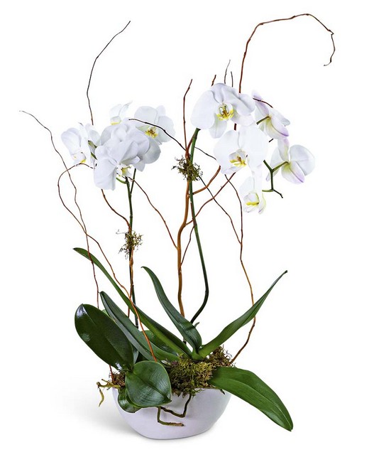 Luxe Double Orchid from Baker Florist in Dover, OH