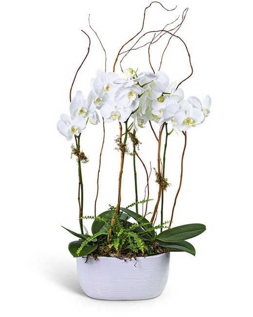 Fifth Avenue Triple Orchid from Baker Florist in Dover, OH