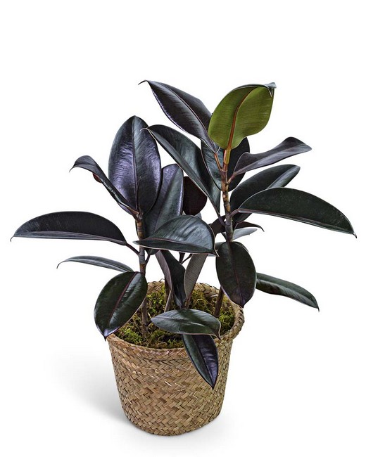 Rubber Plant in Basket from Baker Florist in Dover, OH