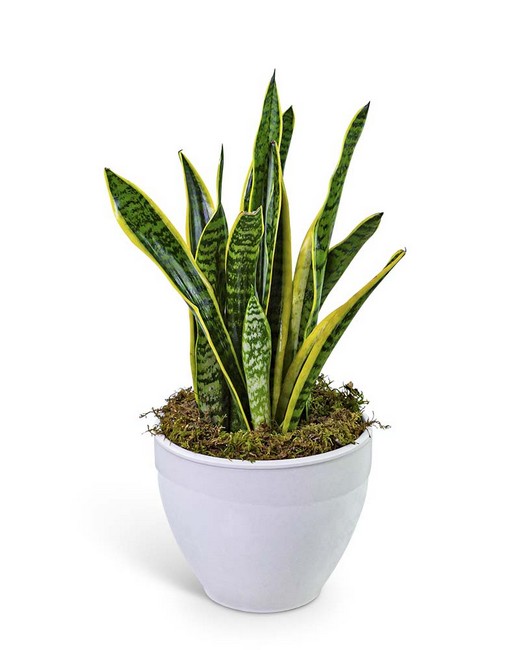 Snake Plant in Ceramic from Baker Florist in Dover, OH