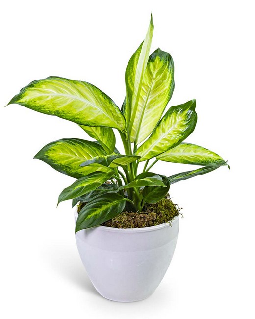 Dieffenbachia Plant in Ceramic from Baker Florist in Dover, OH