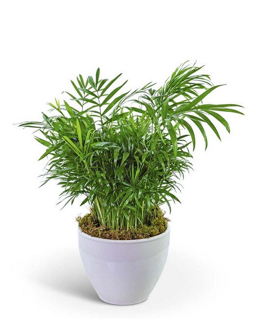 Palm Plant in Ceramic from Baker Florist in Dover, OH