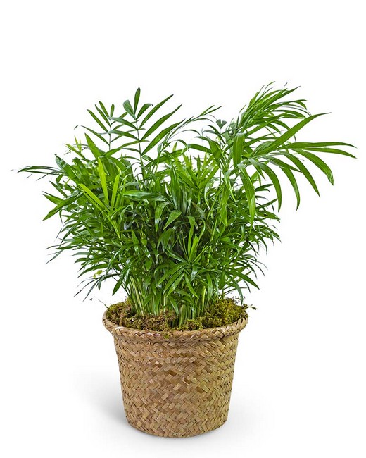 Palm Plant in Basket from Baker Florist in Dover, OH