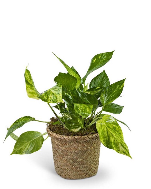 Pothos Plant in Woven Basket from Baker Florist in Dover, OH
