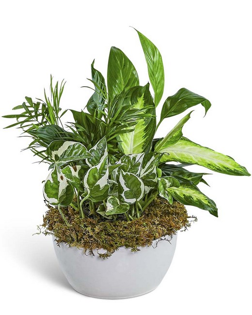 Zen Dish Garden from Baker Florist in Dover, OH