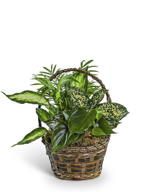 Tranquil Dish Garden in Basket from Baker Florist in Dover, OH