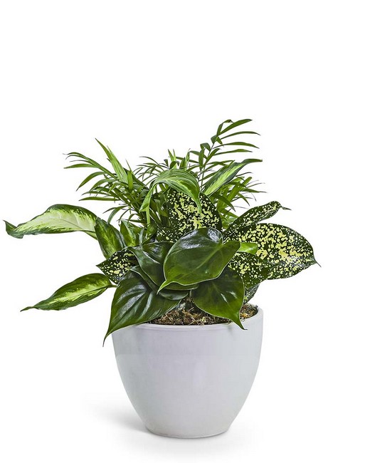 Serene Dish Garden from Baker Florist in Dover, OH