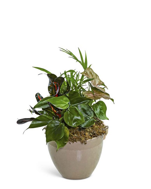 Dish Garden in Taupe Ceramic from Baker Florist in Dover, OH