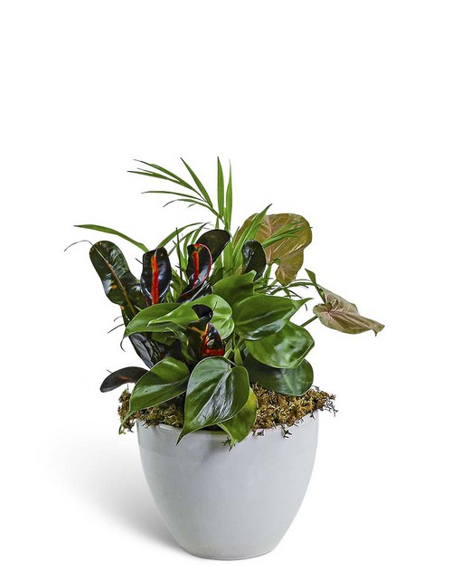 Dish Garden in Gray Ceramic from Baker Florist in Dover, OH