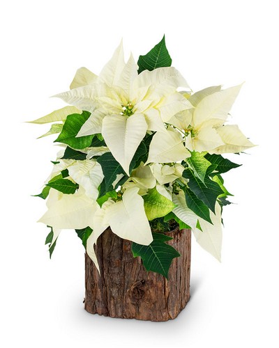 Natural White Poinsettia Plant from Baker Florist in Dover, OH