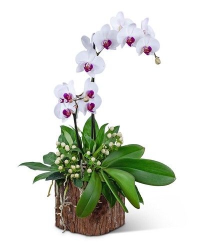 Majestic Phalaenopsis Orchid from Baker Florist in Dover, OH
