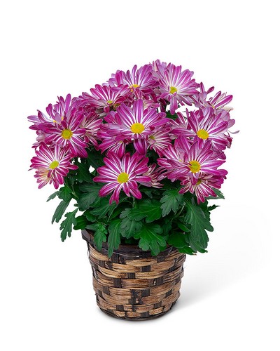 Purple Daisy Chrysanthemum Plant from Baker Florist in Dover, OH