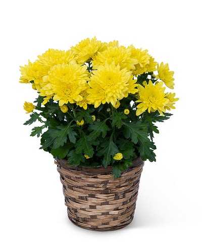 Yellow Chrysanthemum Plant from Baker Florist in Dover, OH
