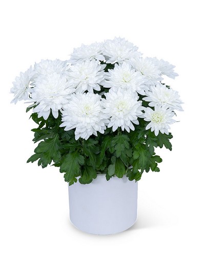 White Chrysanthemum Plant from Baker Florist in Dover, OH