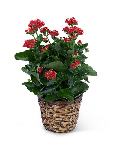 Red Kalanchoe Plant from Baker Florist in Dover, OH