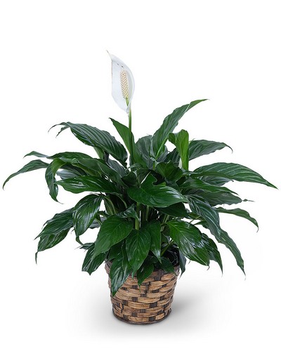 Peace Lily Plant from Baker Florist in Dover, OH