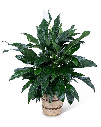 Medium Peace Lily Plant from Baker Florist in Dover, OH