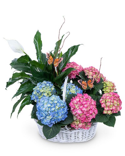 Bountiful Basket with Butterflies from Baker Florist in Dover, OH
