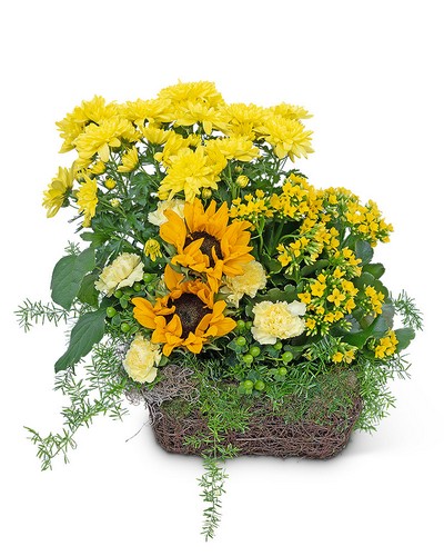 Pocketful of Sunshine from Baker Florist in Dover, OH