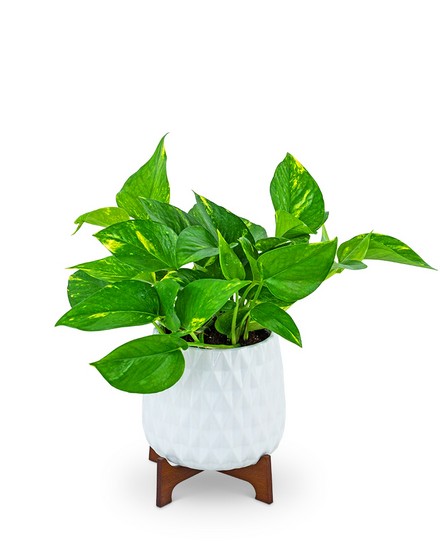 Mod Pothos Plant from Baker Florist in Dover, OH