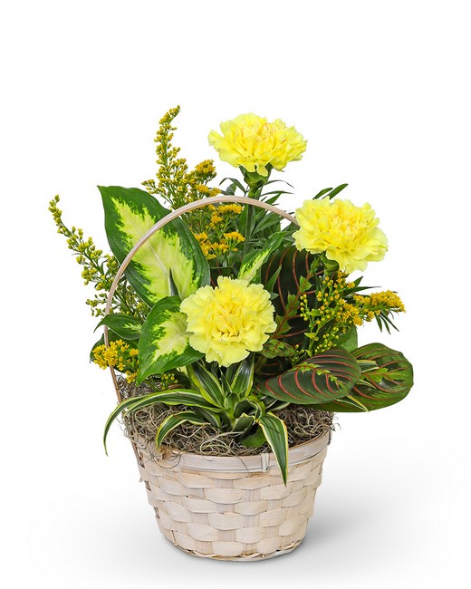 Dish Garden with Yellow Florals from Baker Florist in Dover, OH