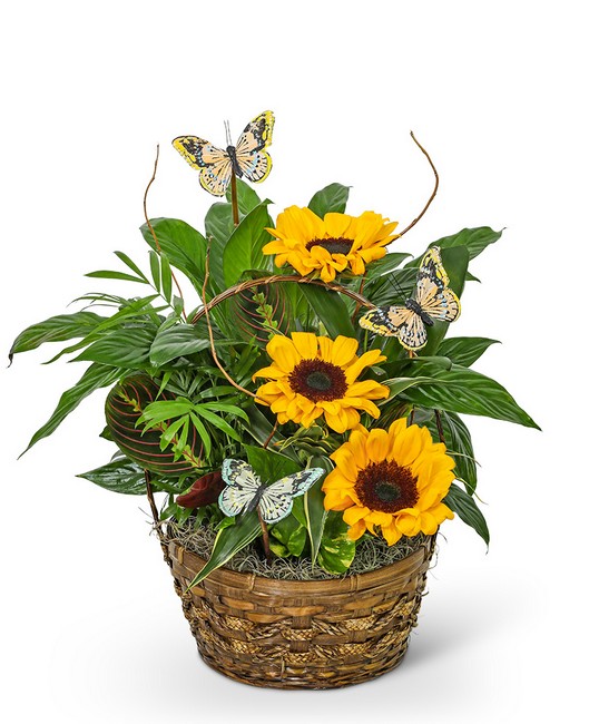 Dish Garden with Sunflowers and Butterflies from Baker Florist in Dover, OH