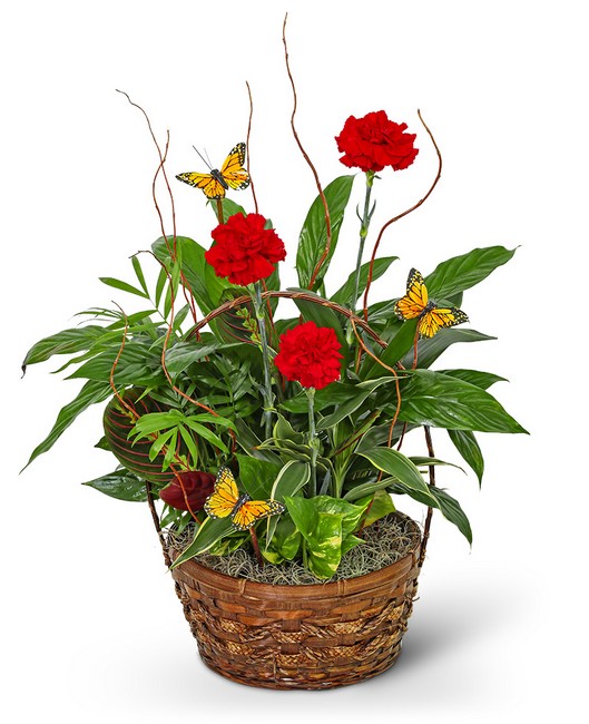 Red Blooms and Butterflies Dish Garden from Baker Florist in Dover, OH