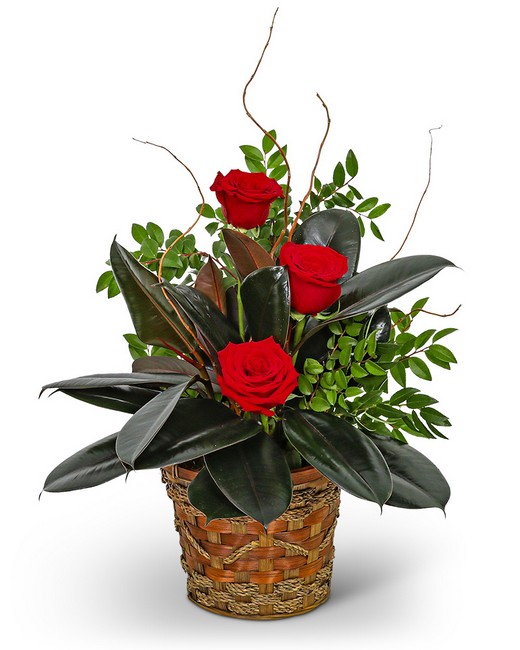 Rubber Tree Plant with Red Roses from Baker Florist in Dover, OH